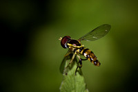DSC_3121-Edit